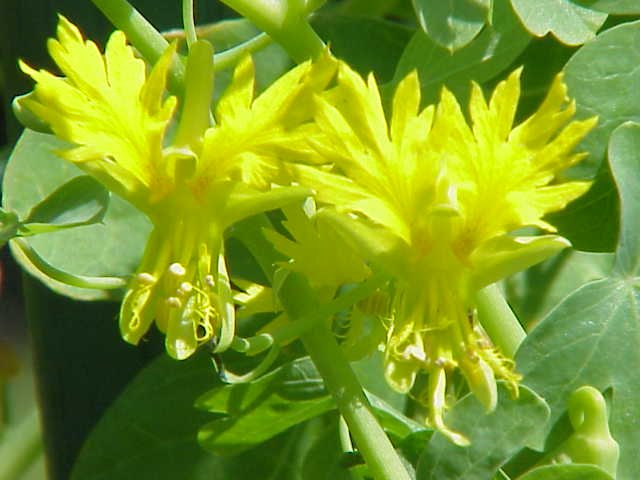 Tropaeolum peregrinum